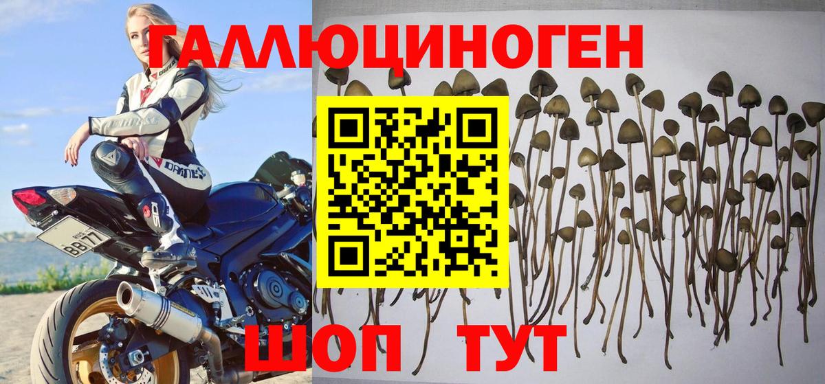 Галлюциногенные грибы мицелий Апшеронск